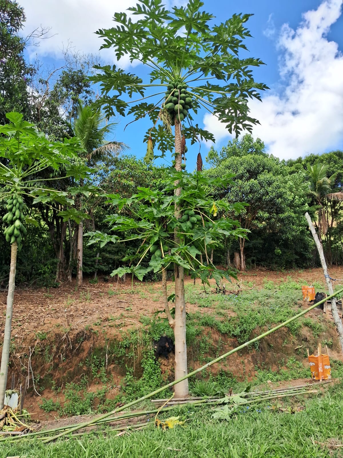 Sítio em Piau sentido a Tabuleiro — foto 5